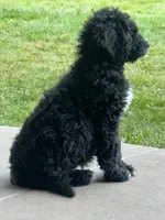 Wyatt, a male Goldendoodle and Bernedoodle for sale in Battle Ground, WA – 3 of 7