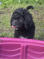 Oakley, a female Goldendoodle and Bernedoodle for sale in Battle Ground, WA – 6 of 6