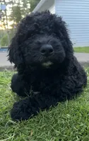 Oakley, a female Goldendoodle and Bernedoodle for sale in Battle Ground, WA – 3 of 6
