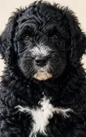 RUGER, a male Bernedoodle for sale in Battle Ground, WA – 8 of 8