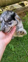 Aussiedoodle, a male Aussiedoodle for sale in Cass City, MI – 3 of 4