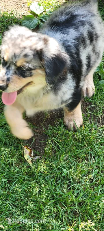 Aussiedoodle – Aussiedoodle puppy for sale in Cass City, MI
