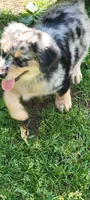 Aussiedoodle, a male Aussiedoodle for sale in Cass City, MI – 1 of 4