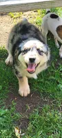 Aussiedoodle, a male Aussiedoodle for sale in Cass City, MI – 2 of 4