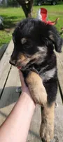 Aussiedoodles , a male Aussiedoodle for sale in Cass City, MI – 4 of 4