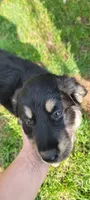 Aussiedoodles , a male Aussiedoodle for sale in Cass City, MI – 3 of 4