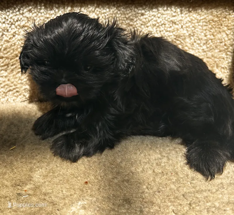 Cleo – Shih Tzu puppy for sale in Atlanta, GA