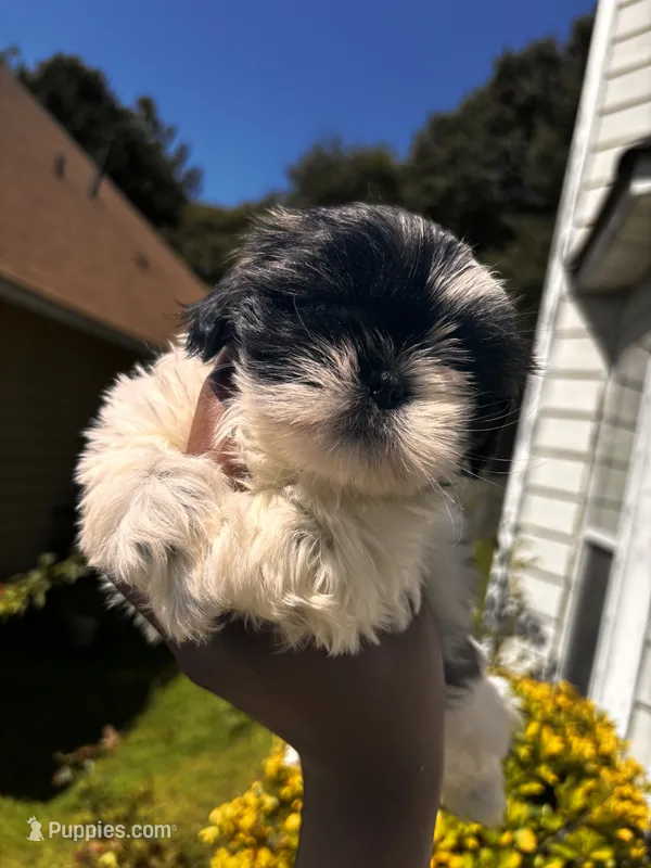 Candy  – Shih Tzu puppy for sale in Atlanta, GA