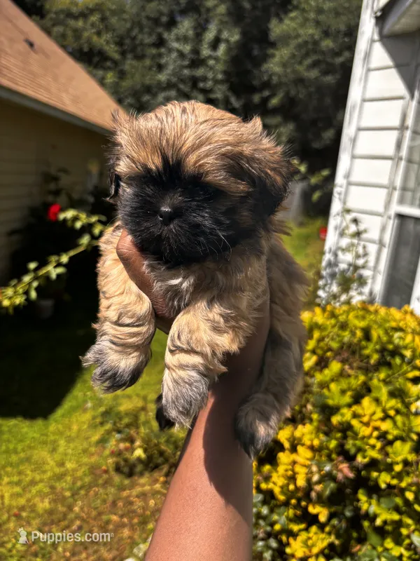 Cash – Shih Tzu puppy for sale in Atlanta, GA