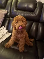 Cubee, a male Cavapoo for sale in Glenview, IL – 2 of 3
