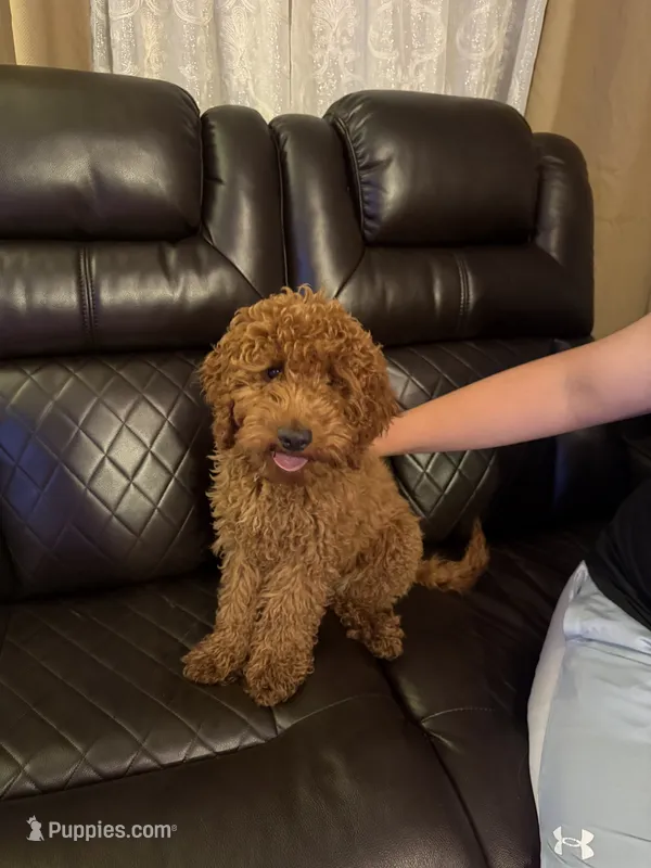 Cubee – Cavapoo puppy for sale in Glenview, IL