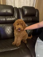 Cubee, a male Cavapoo for sale in Glenview, IL – 1 of 3