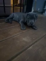 Girl pup, a female Cane Corso for sale in Birmingham, AL – 3 of 3