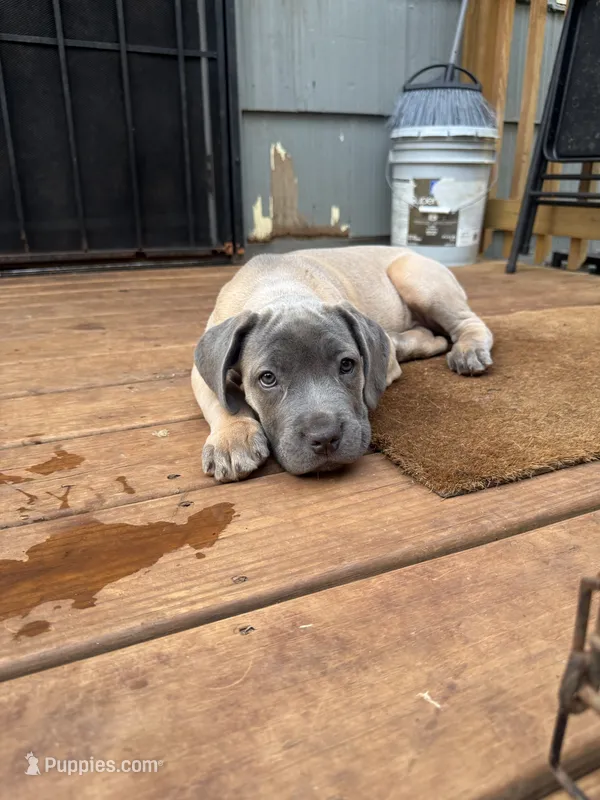 Girl pup – Cane Corso puppy for sale in Birmingham, AL