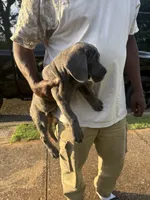 Girl pup, a female Cane Corso for sale in Birmingham, AL – 2 of 3