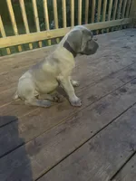 Girl pup, a female Cane Corso for sale in Birmingham, AL – 2 of 3