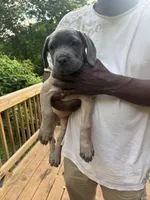 Girl pup, a female Cane Corso for sale in Birmingham, AL – 3 of 3
