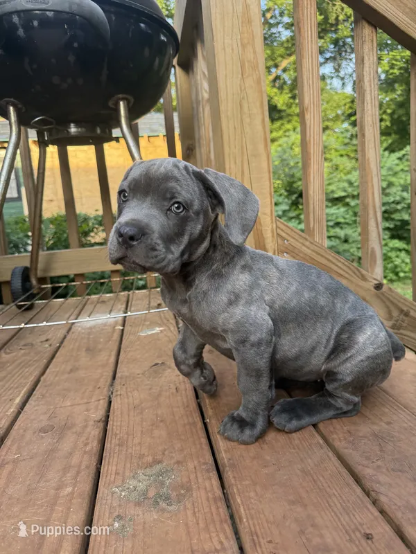 Girl pup – Cane Corso puppy for sale in Birmingham, AL