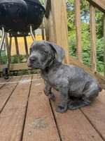 Girl pup, a female Cane Corso for sale in Birmingham, AL – 1 of 3