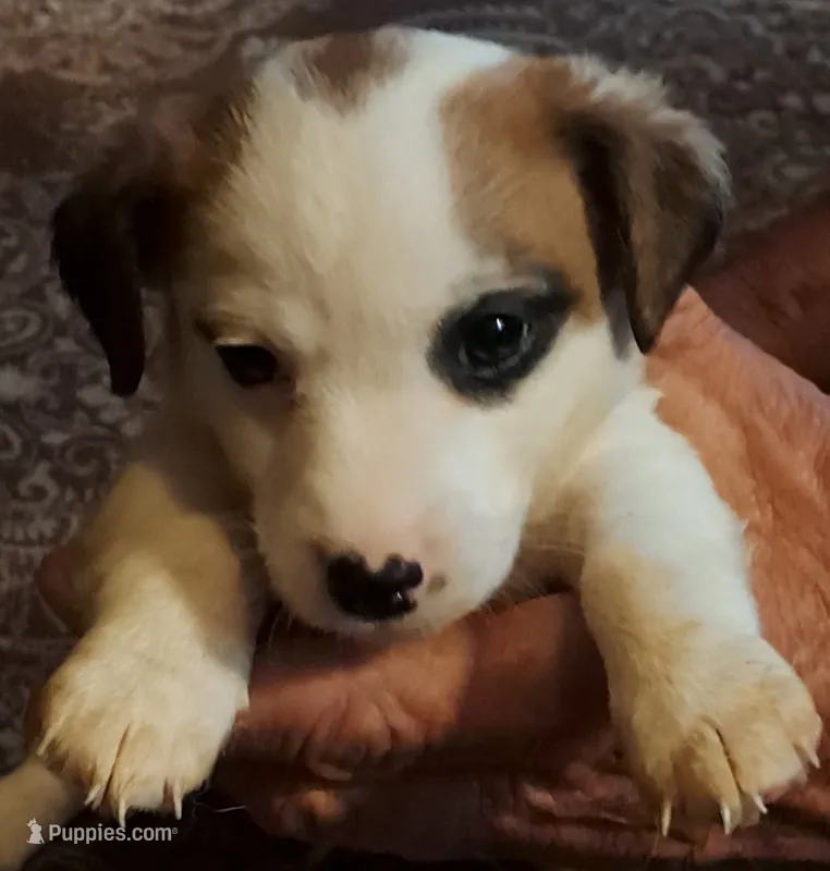 Doubie  – Jack Russell Terrier puppy for sale in Eufaula, OK