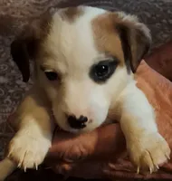 Doubie , a male Jack Russell Terrier for sale in Eufaula, OK – 1 of 1