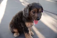 Jericho, a male Miniature Aussiedoodle for sale in Crowley, TX – 2 of 2