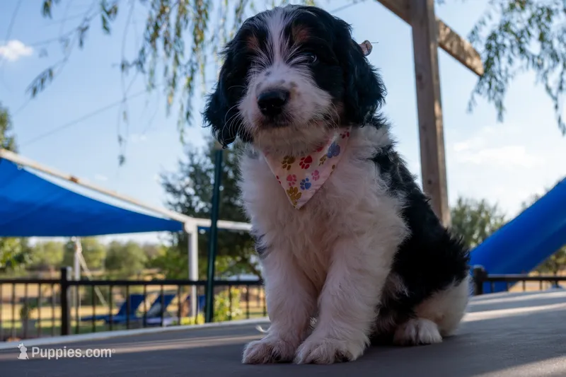 Murphy – Miniature Aussiedoodle puppy for sale in Crowley, TX