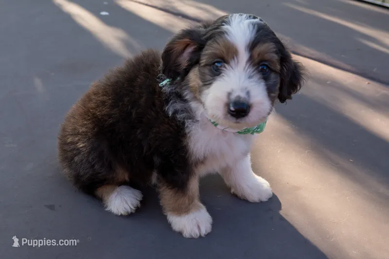 Jagger – Miniature Aussiedoodle puppy for sale in Crowley, TX