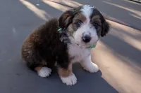 Jagger, a male Miniature Aussiedoodle for sale in Crowley, TX – 1 of 4