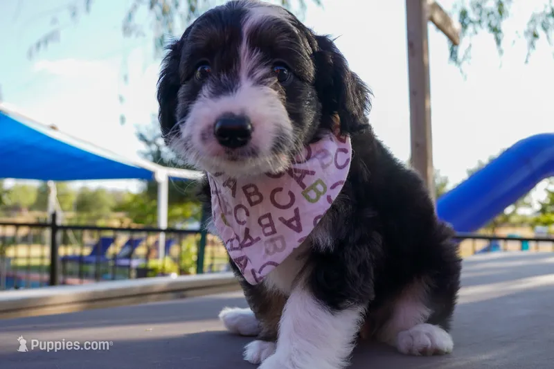 Jethro – Miniature Aussiedoodle puppy for sale in Crowley, TX