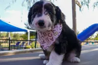 Jethro, a male Miniature Aussiedoodle for sale in Crowley, TX – 1 of 2