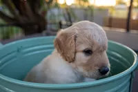 Knox, a male Miniature Goldendoodle for sale in Crowley, TX – Photo 4 of 5