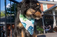 Kojack, a male Aussiedoodle and Miniature Aussiedoodle for sale in Crowley, TX – 3 of 9