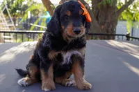 Maisie, a female Miniature Aussiedoodle for sale in Crowley, TX – 2 of 3