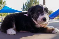 Jethro, a male Miniature Aussiedoodle for sale in Crowley, TX – 2 of 2