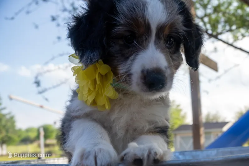 Sasha – Aussiedoodle, Miniature Aussiedoodle puppy for sale in Crowley, TX