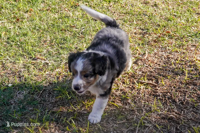 Sasha – Aussiedoodle, Miniature Aussiedoodle puppy for sale in Crowley, TX