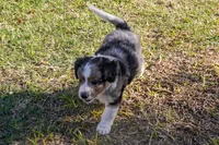 Sasha, a female Aussiedoodle and Miniature Aussiedoodle for sale in Crowley, TX – Photo 1 of 6