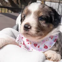 Sasha, a female Aussiedoodle and Miniature Aussiedoodle for sale in Crowley, TX – Photo 5 of 6