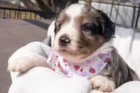 Sasha, a female Aussiedoodle and Miniature Aussiedoodle for sale in Crowley, TX – Photo 2 of 2