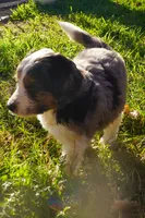 Sasha, a female Aussiedoodle and Miniature Aussiedoodle for sale in Crowley, TX – Photo 4 of 6