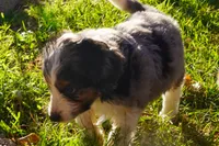 Sasha, a female Aussiedoodle and Miniature Aussiedoodle for sale in Crowley, TX – Photo 3 of 6