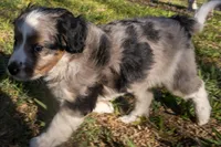 Sasha, a female Aussiedoodle and Miniature Aussiedoodle for sale in Crowley, TX – Photo 2 of 6