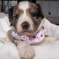 Sasha, a female Aussiedoodle and Miniature Aussiedoodle for sale in Crowley, TX – Photo 6 of 6