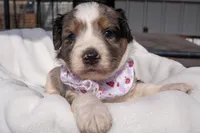 Sasha, a female Aussiedoodle and Miniature Aussiedoodle for sale in Crowley, TX – Photo 1 of 2