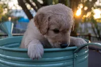 Knox, a male Miniature Goldendoodle for sale in Crowley, TX – Photo 3 of 5