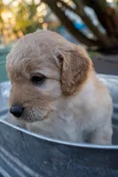 Knox, a male Miniature Goldendoodle for sale in Crowley, TX – Photo 2 of 5