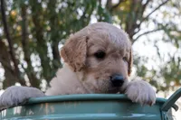 Knox, a male Miniature Goldendoodle for sale in Crowley, TX – Photo 1 of 5