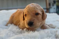 Knox, a male Miniature Goldendoodle for sale in Crowley, TX – Photo 5 of 5