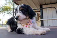 Murphy, a male Miniature Aussiedoodle for sale in Crowley, TX – 2 of 3